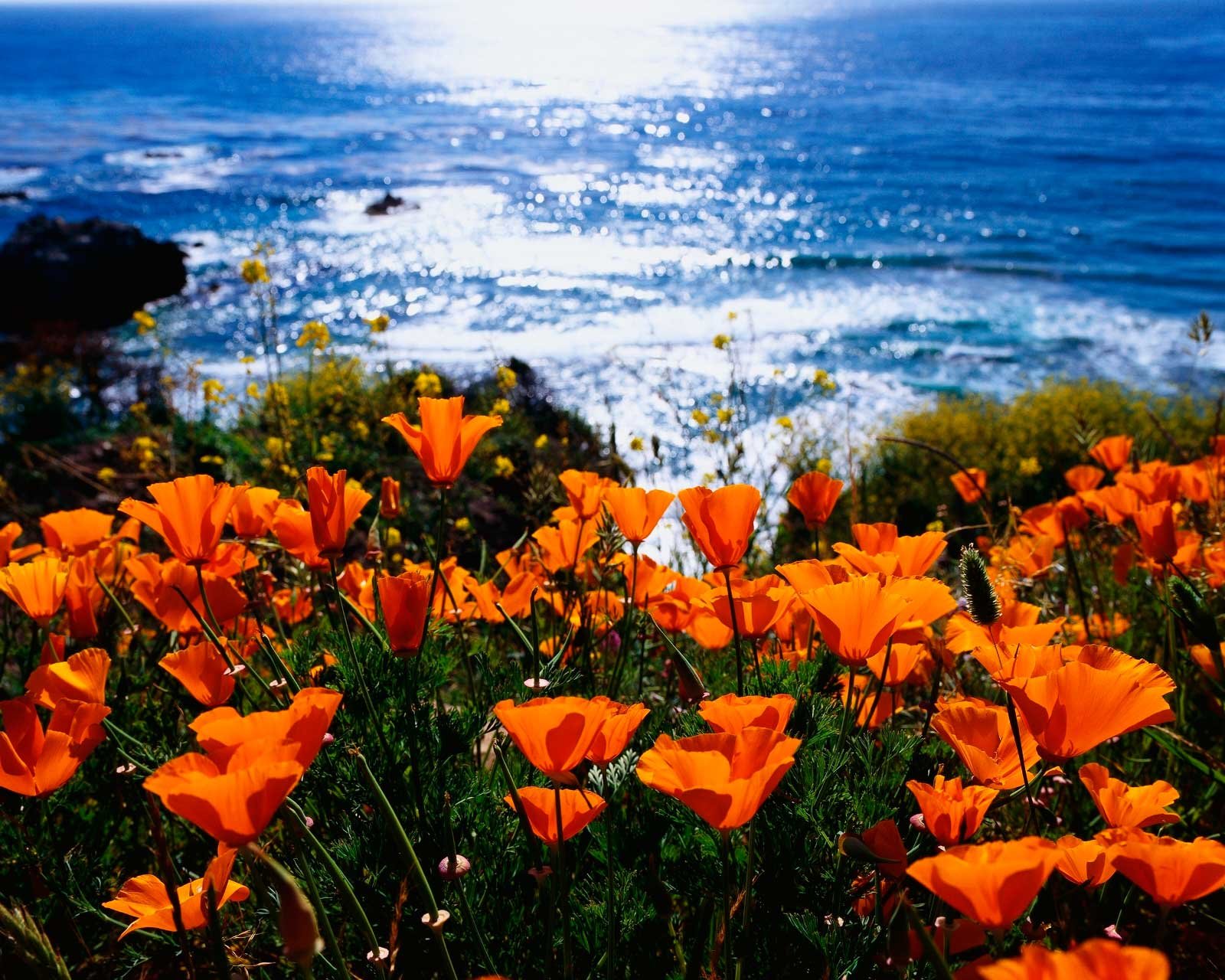 Море цветов и солнце