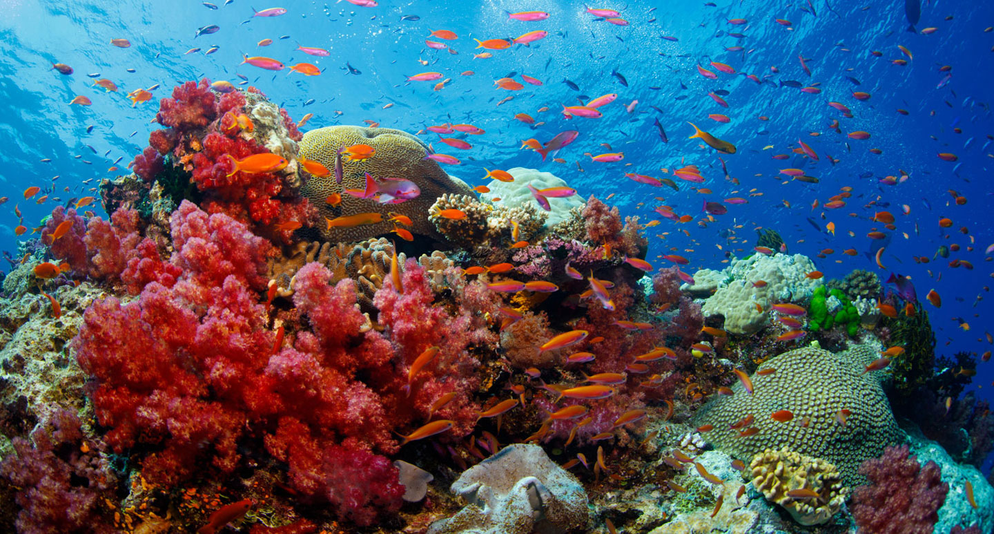 Каспийское море коралловые рифы