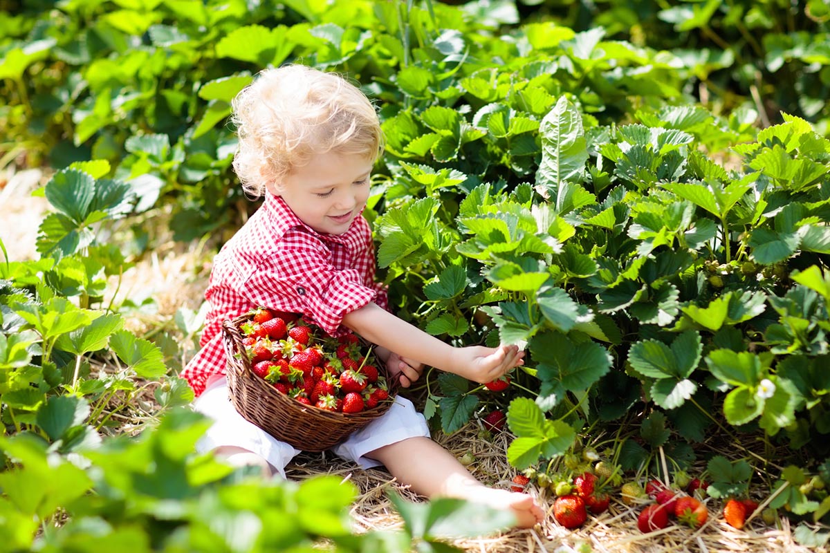 Дети собирают ягоды
