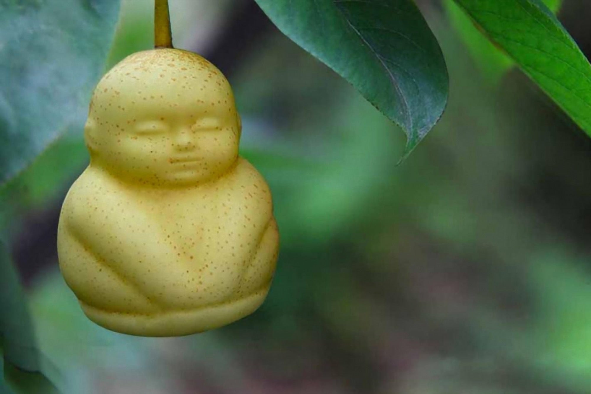 Китайская груша Будда