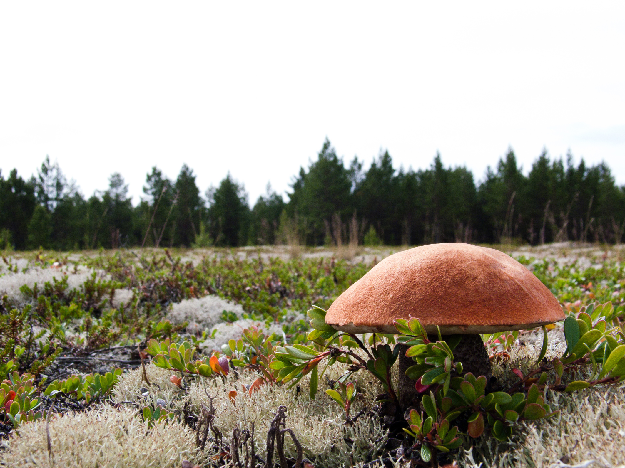 Ямальская тундра грибы