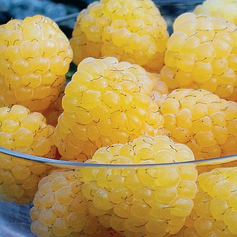 Малина желтая десертная