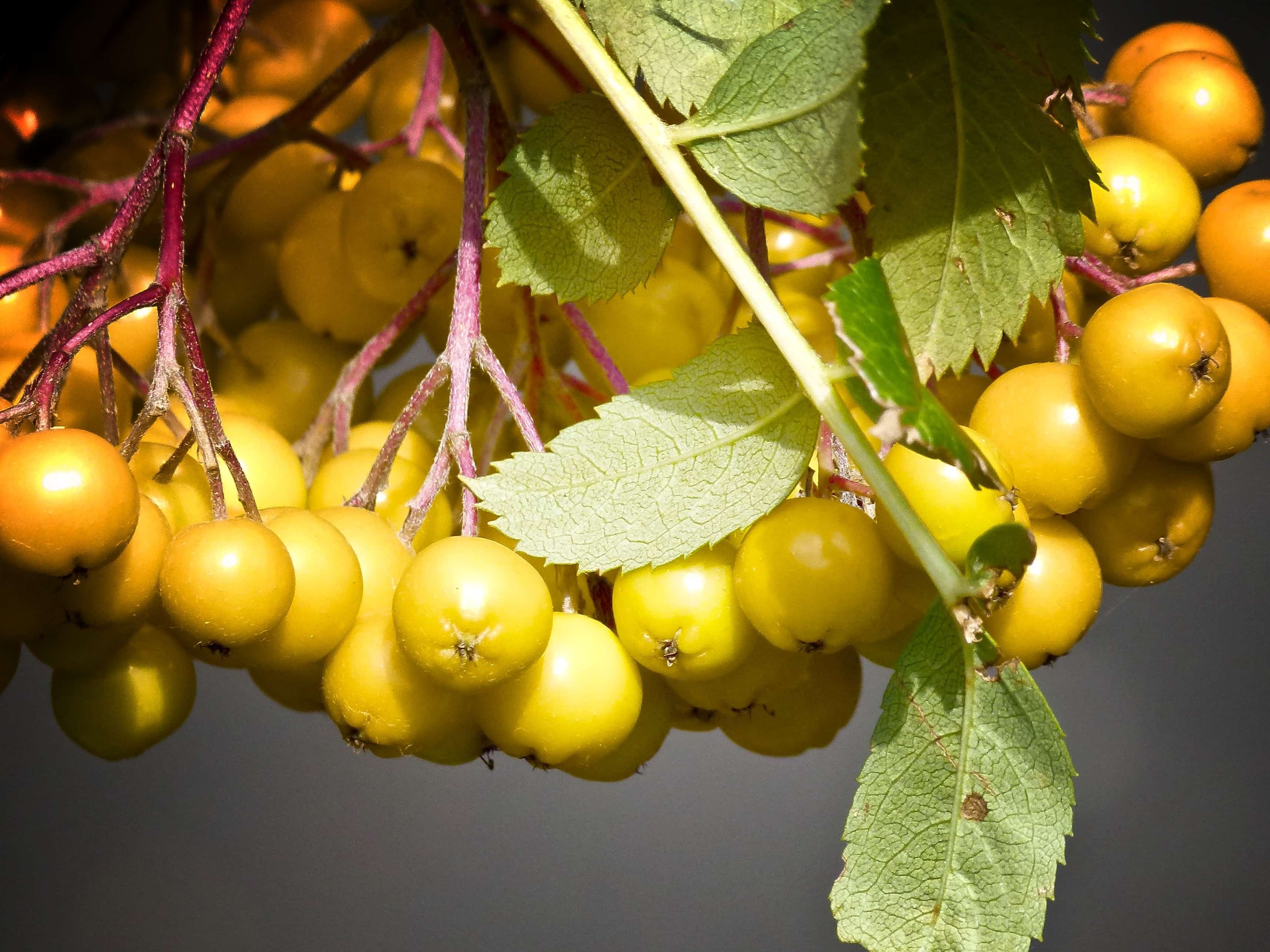 Жёлтые ягоды на дереве как называются