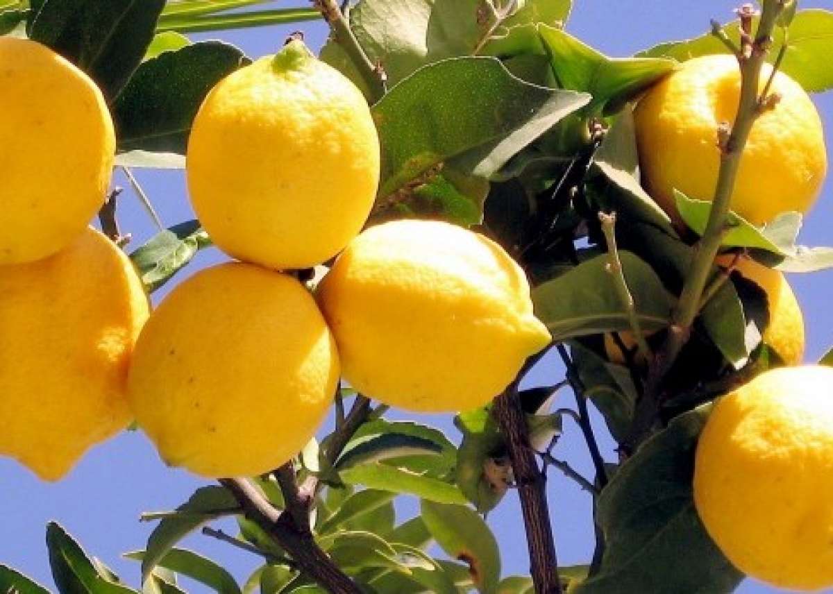 Не спеют лимоны на компактном лимонном дереве уже 6 месяцев почему