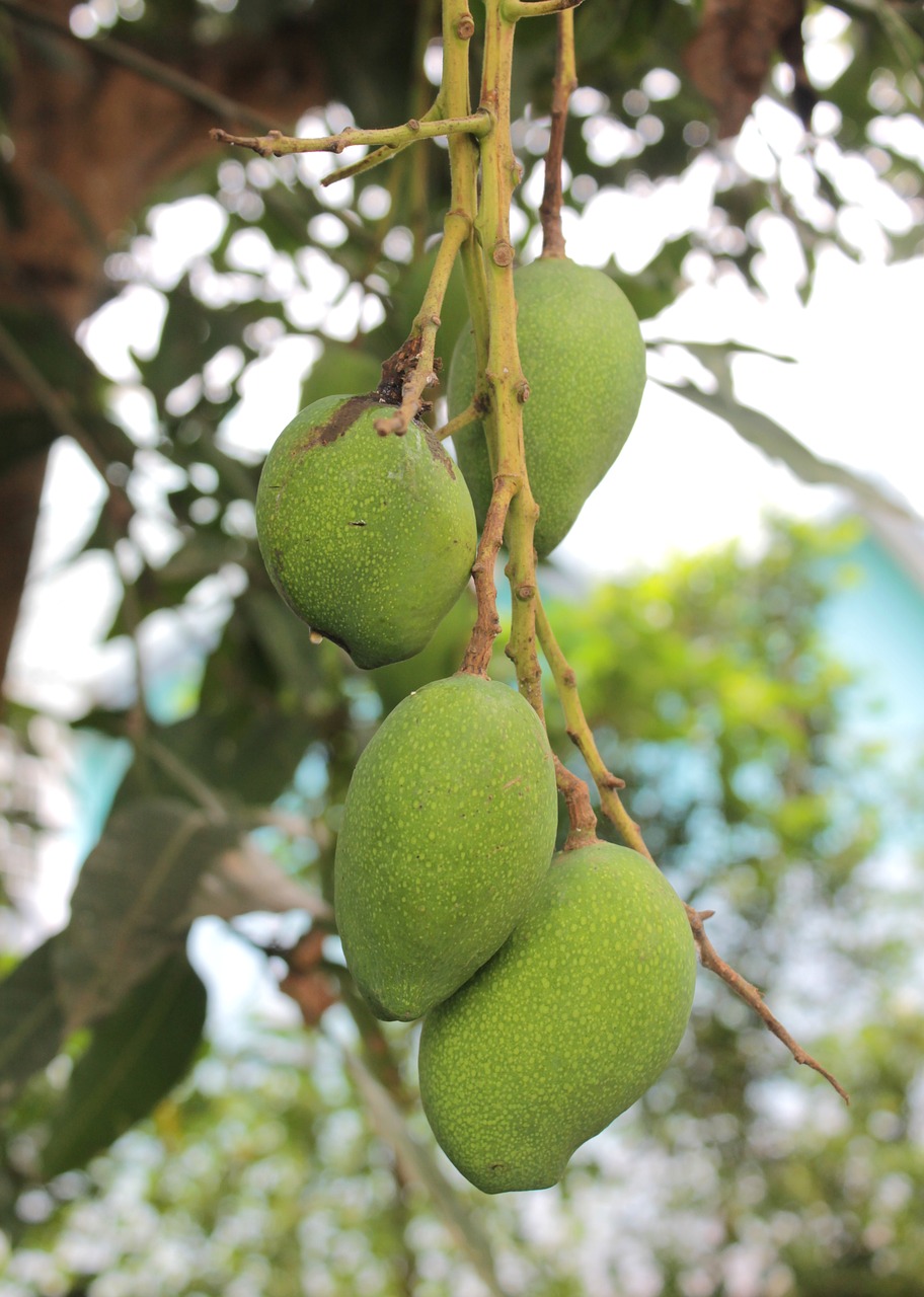 Манго плод фрукт