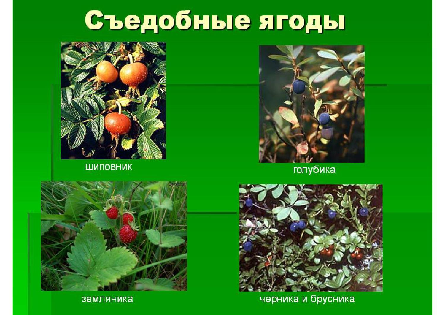Лесные растения со съедобными плодами