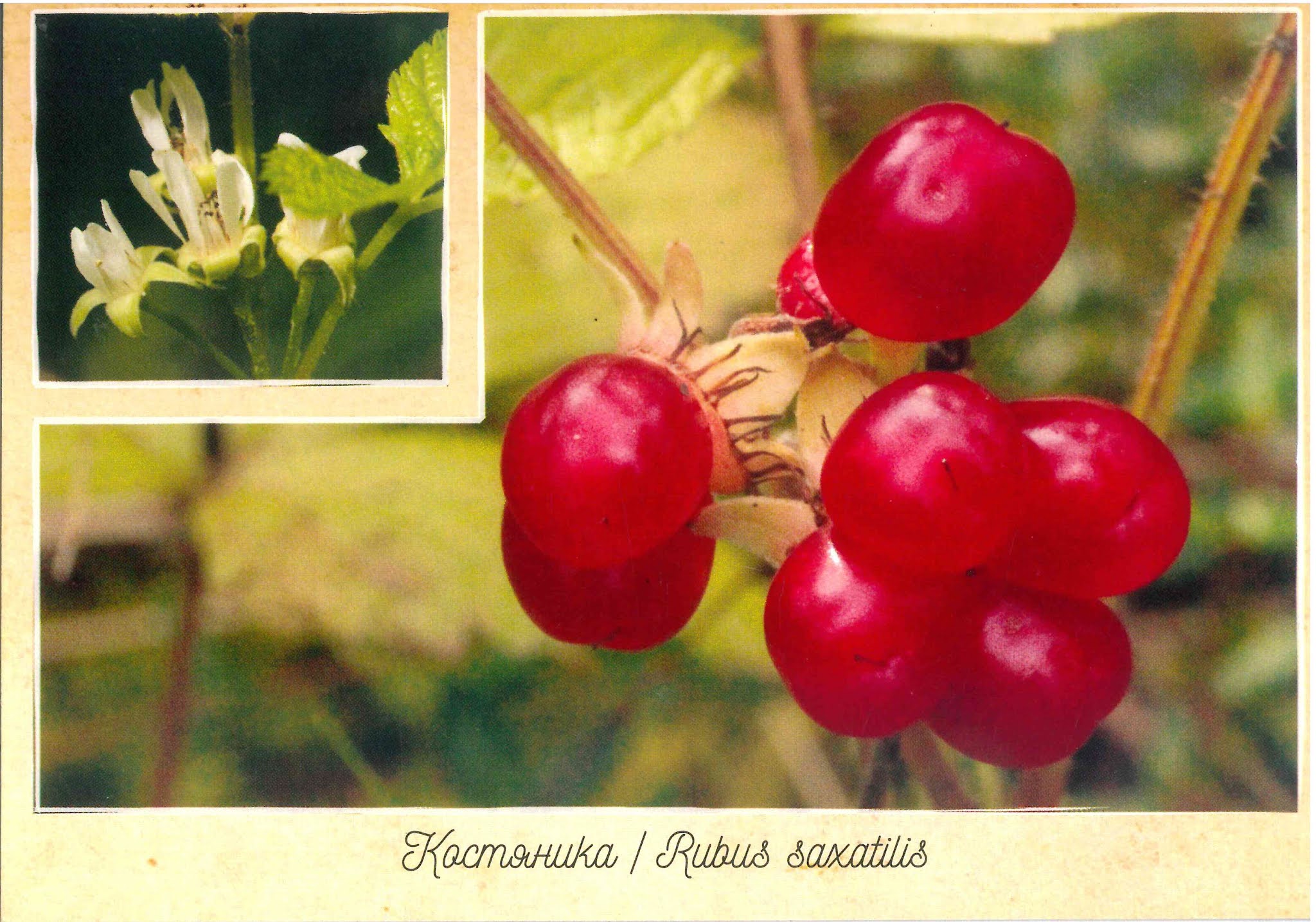 Дикорастущие ягоды Забайкальского края