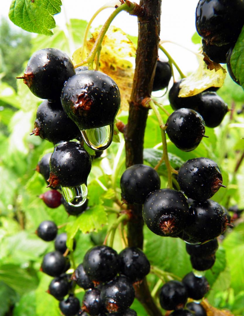 черные ягоды фото