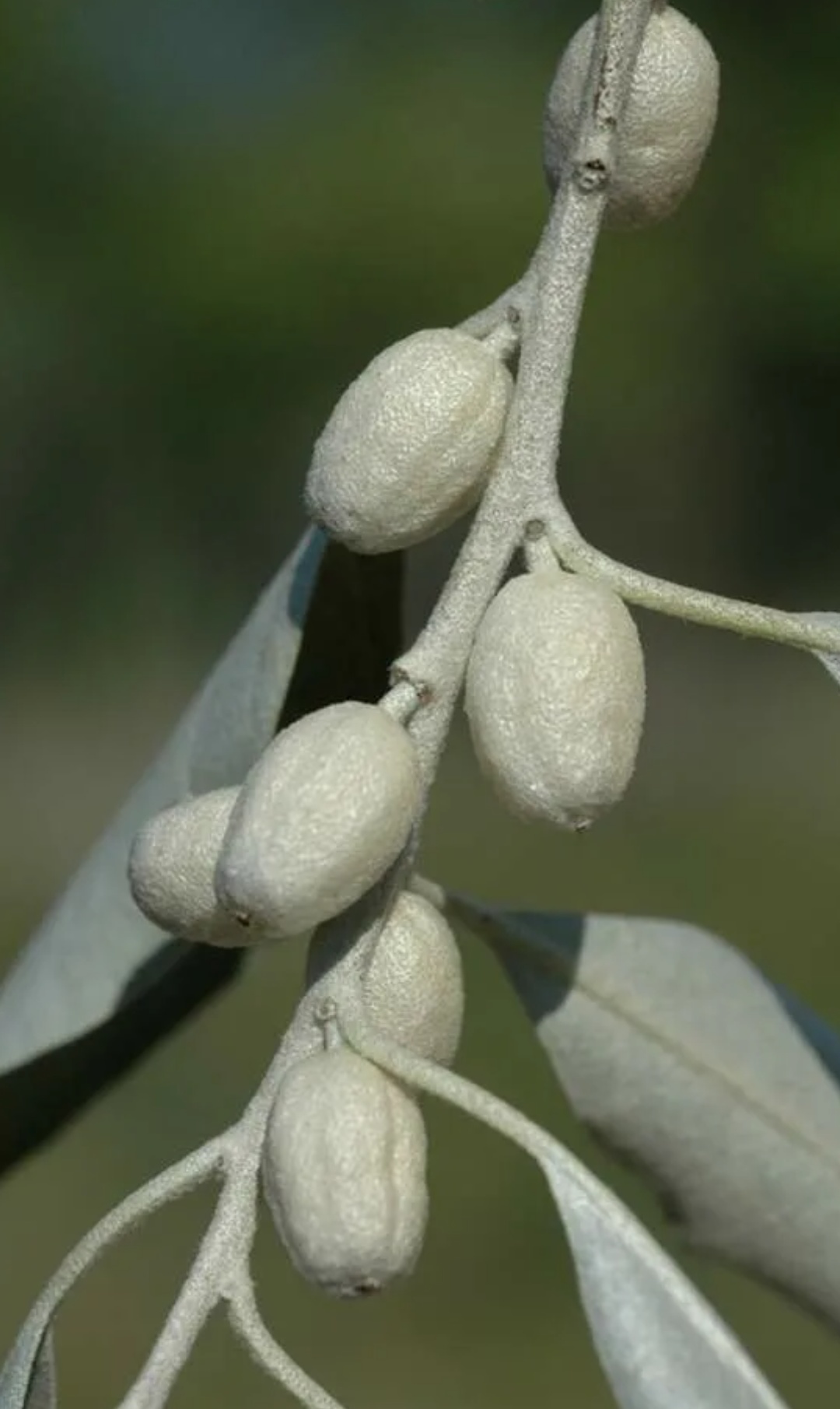 Elaeagnus commutata плод