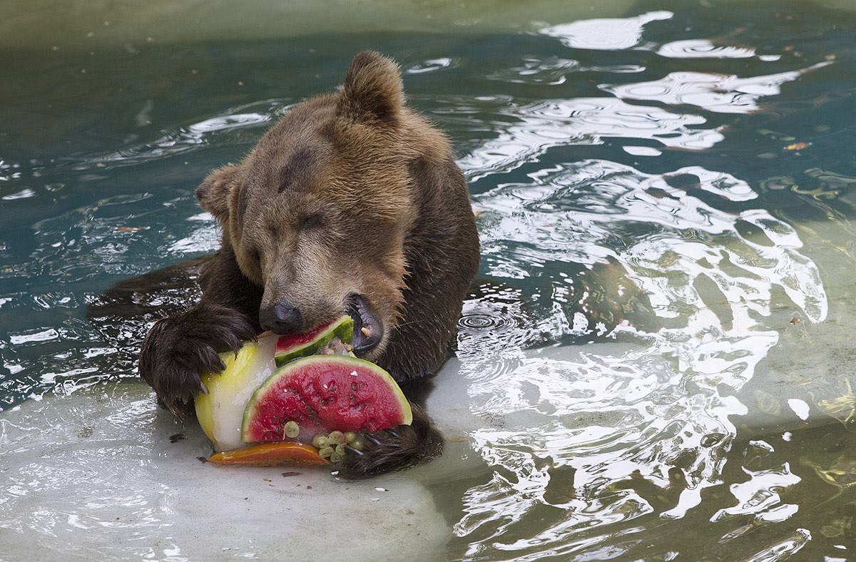 Медведь кушает ягоды