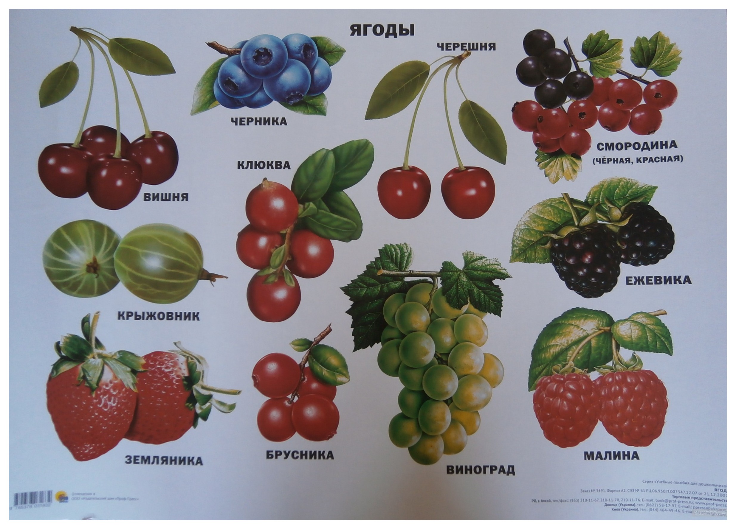 ягоды фото с названиями