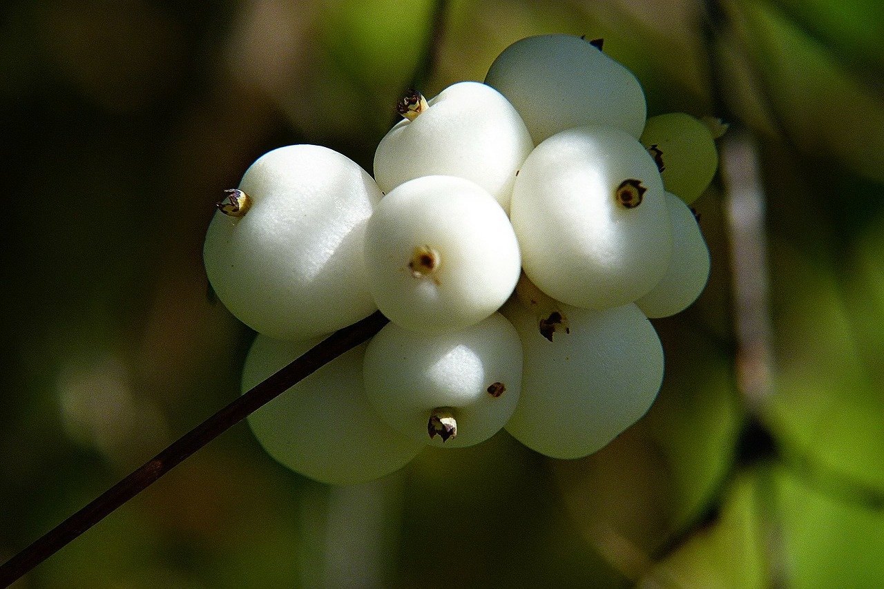раст белые ягоды фото 85