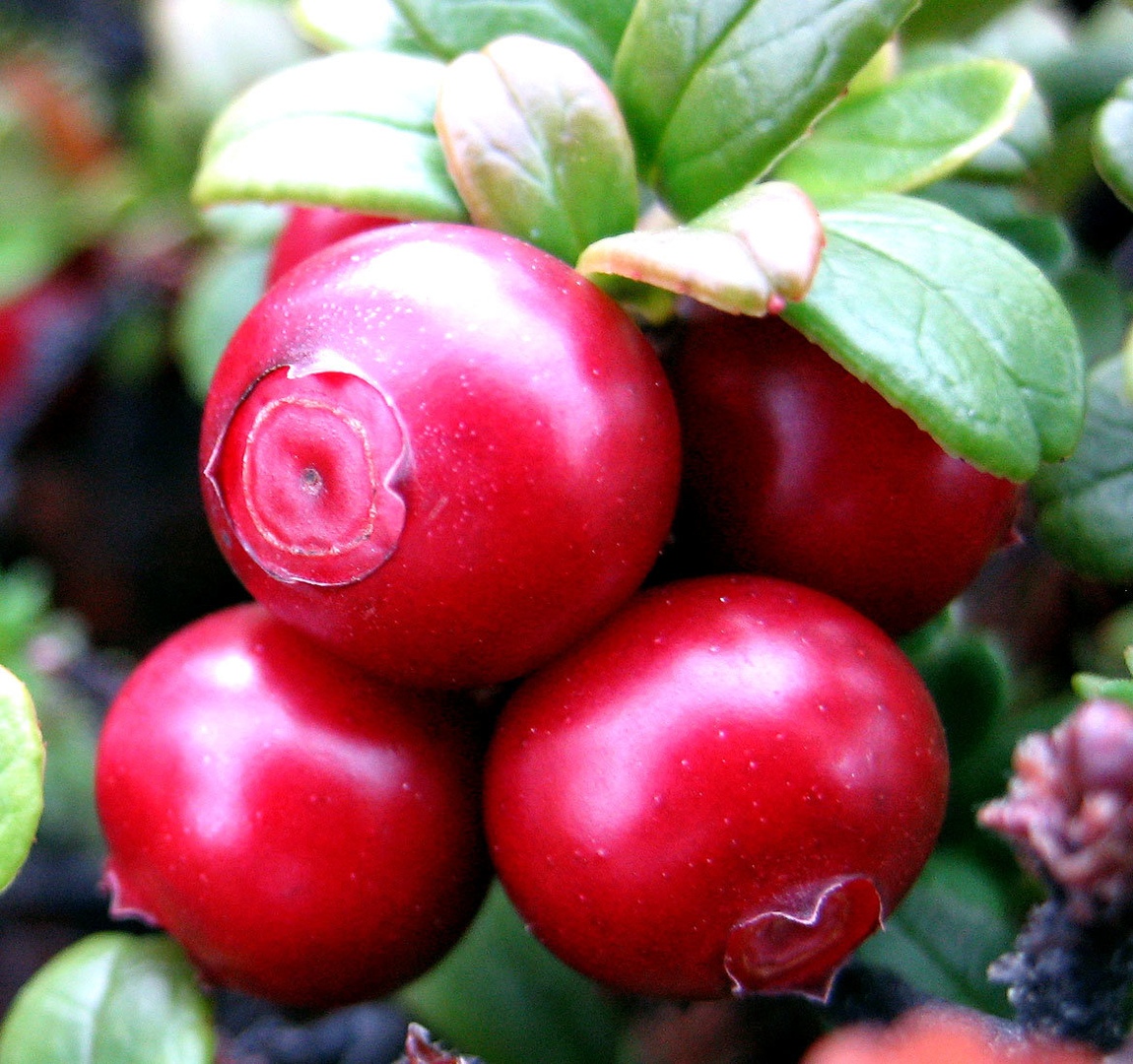 северные ягоды фото