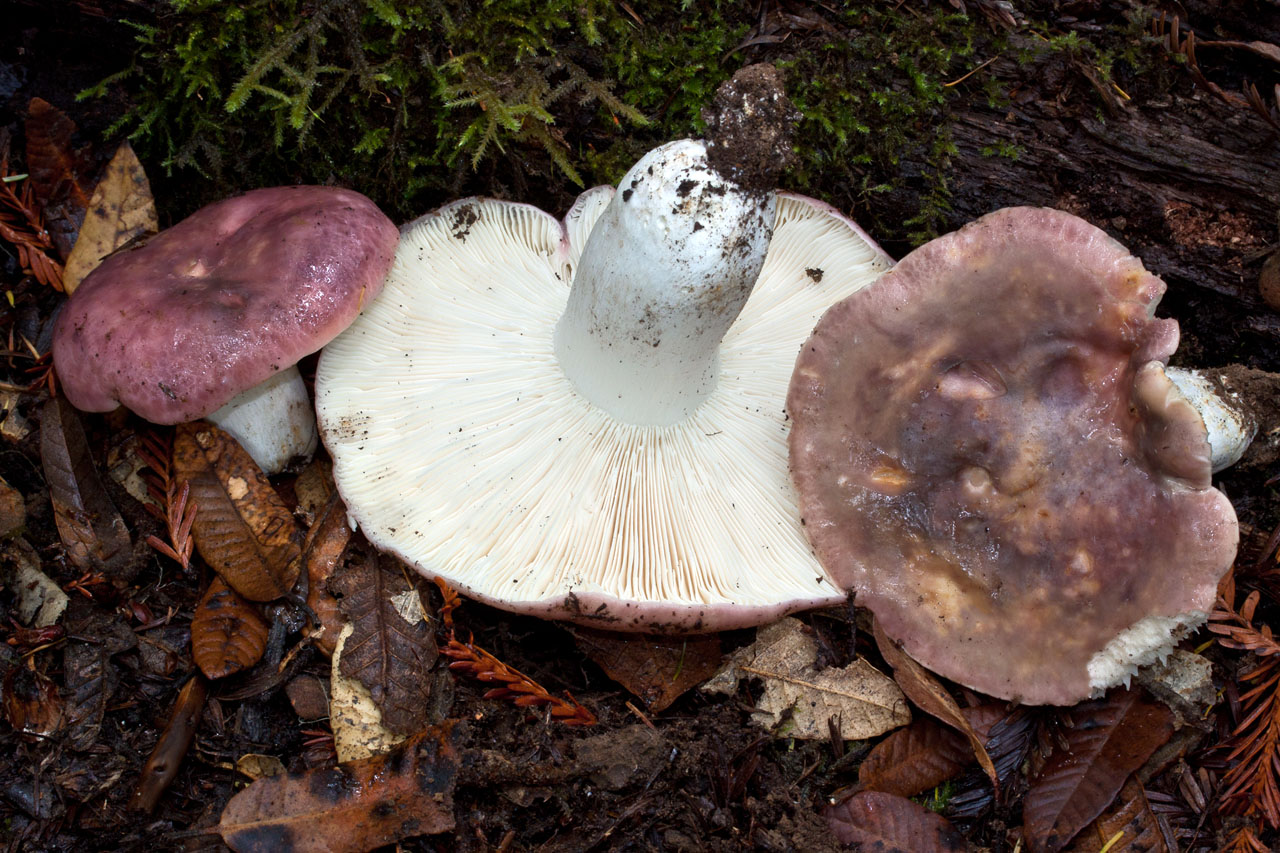 Russula cyanoxantha