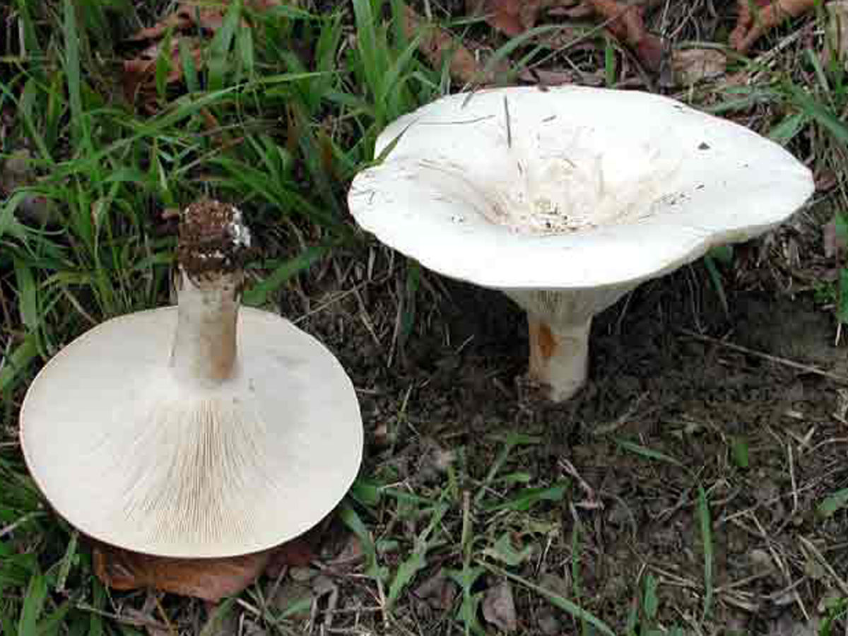 Говорушка гигантская съедобный гриб