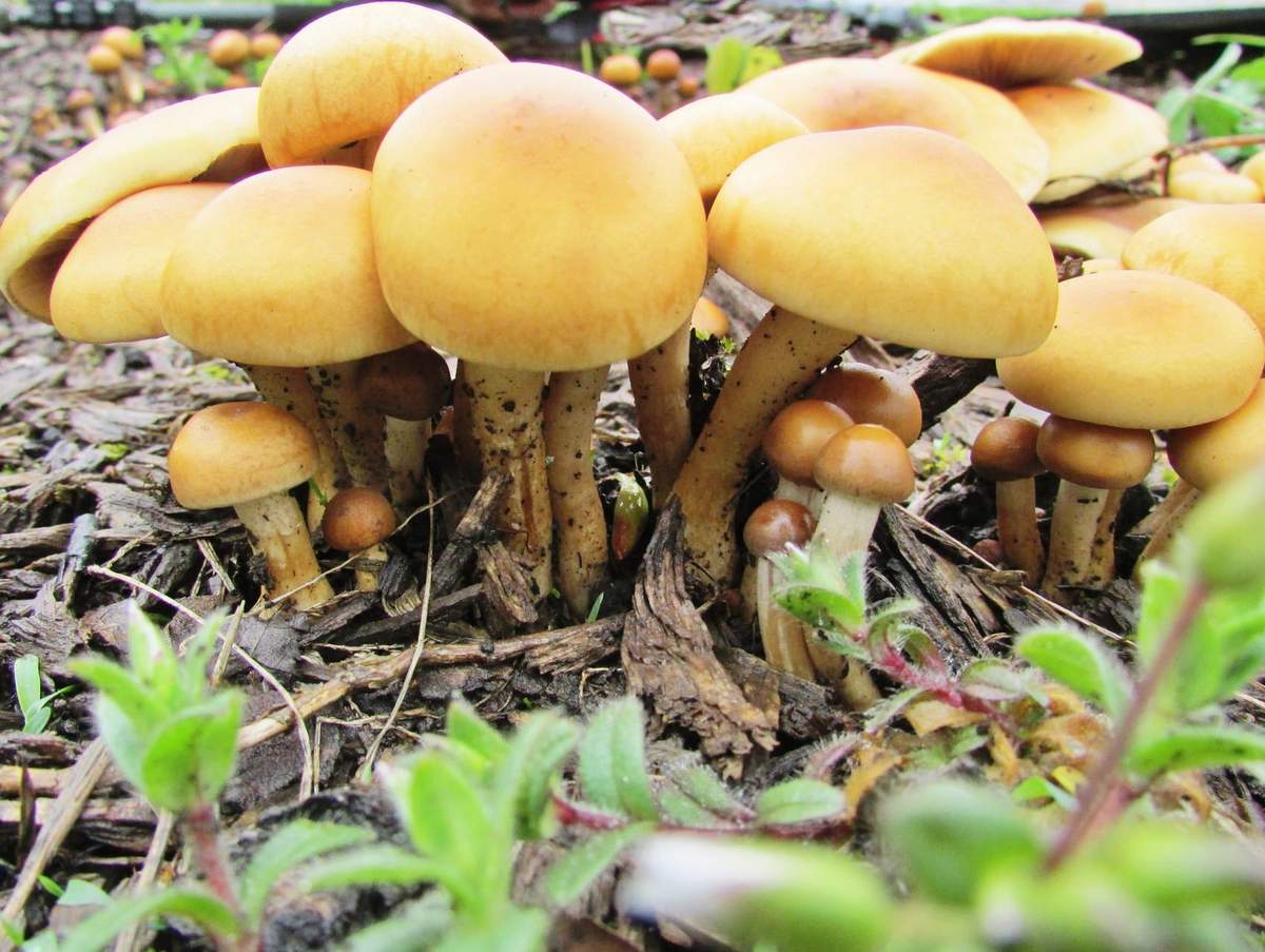 Agrocybe praecox