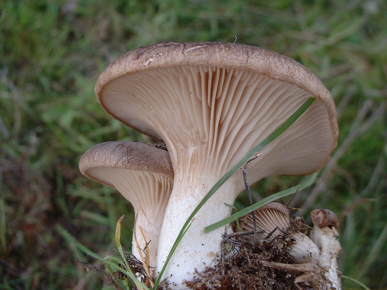 Крымская Степная однобочка гриб