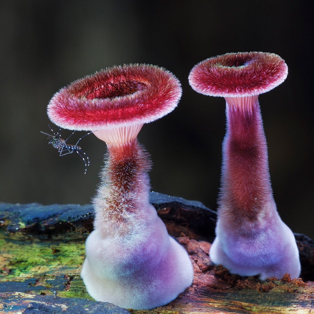 Самые редкие грибы