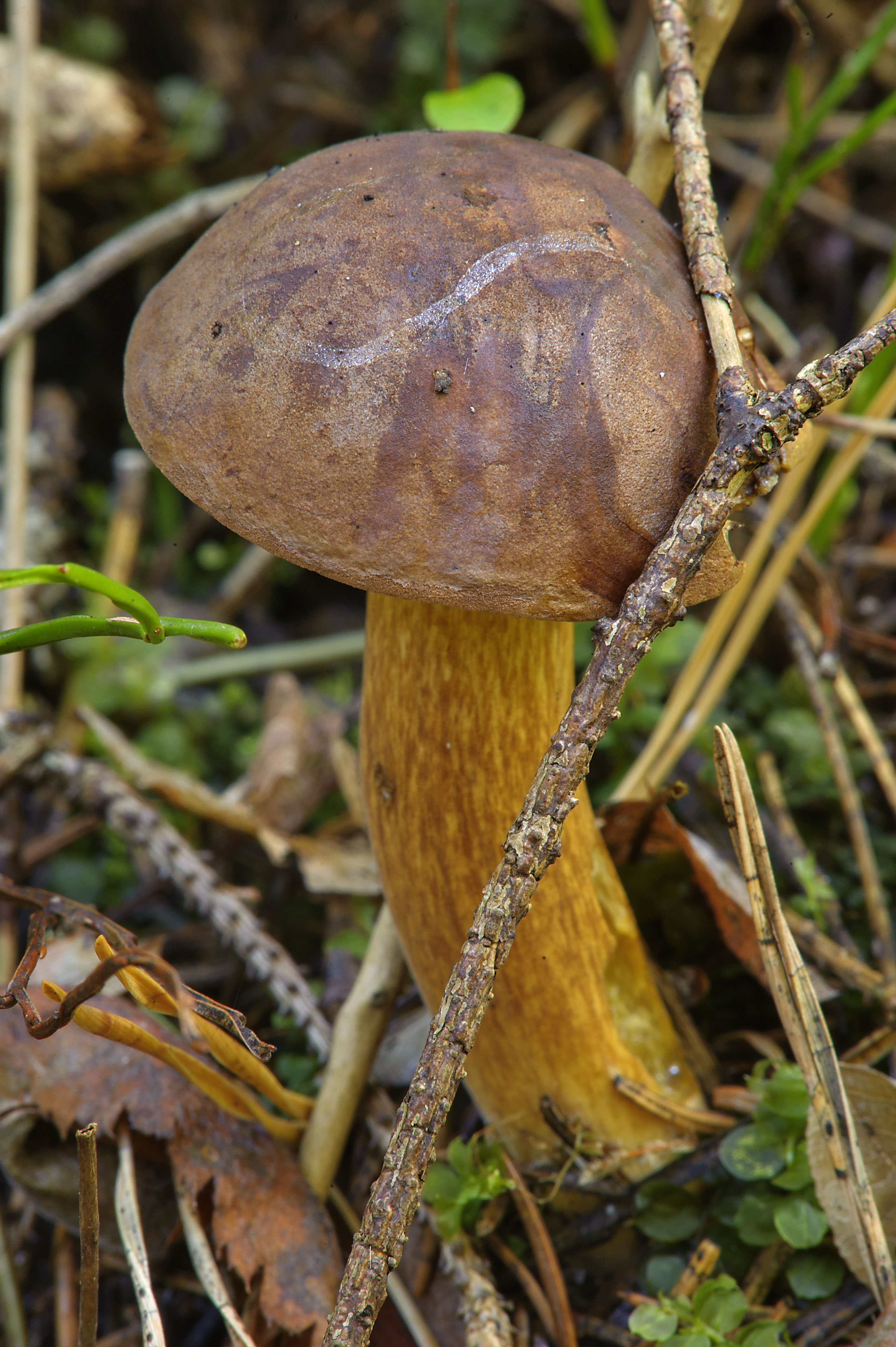 Польский гриб Imleria Badia