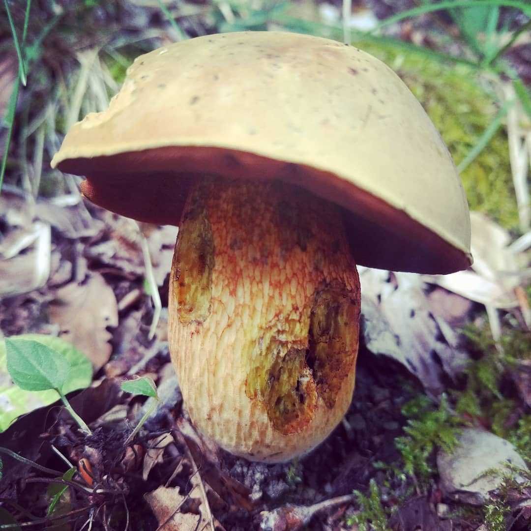 Польский гриб поддубовик