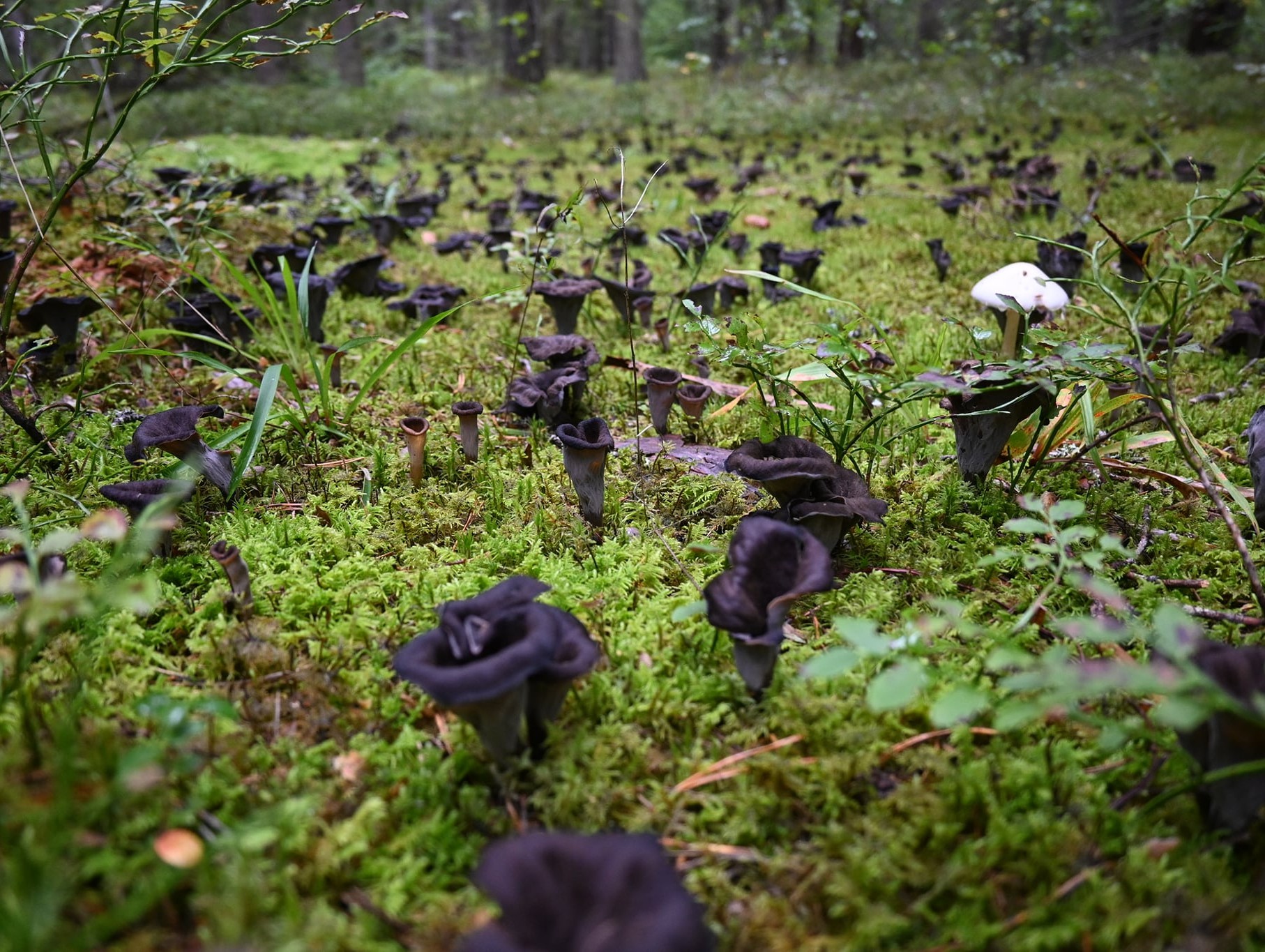 Необычные грибы Тверской области