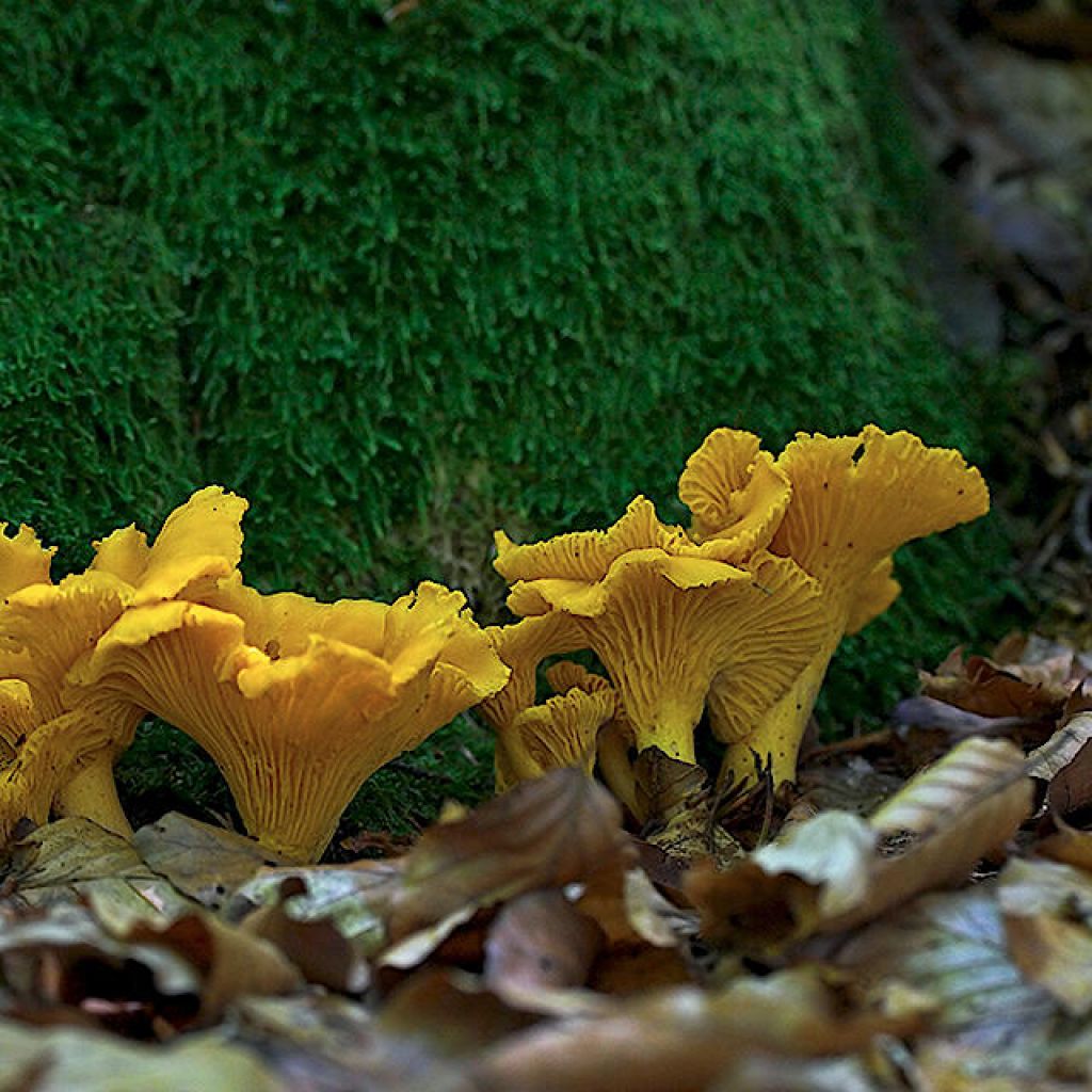 Боровые лисички грибы
