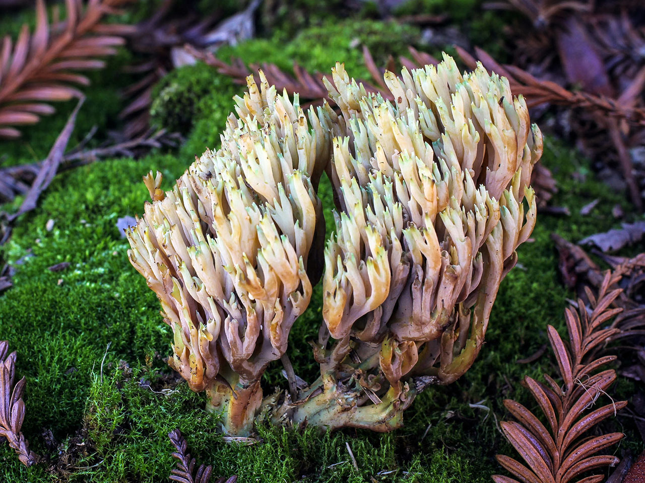 Ramaria apiculata