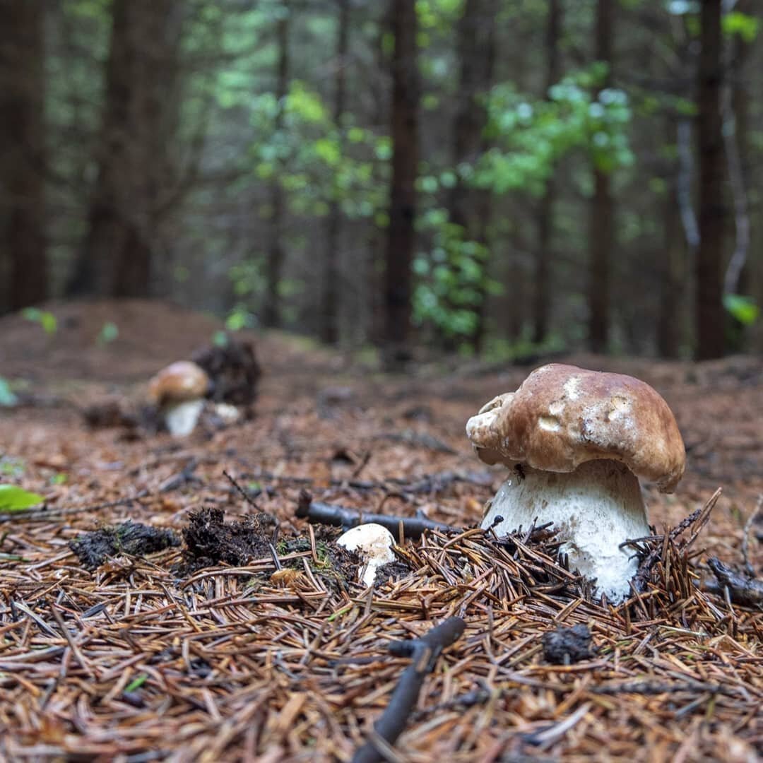Белый гриб в ельнике