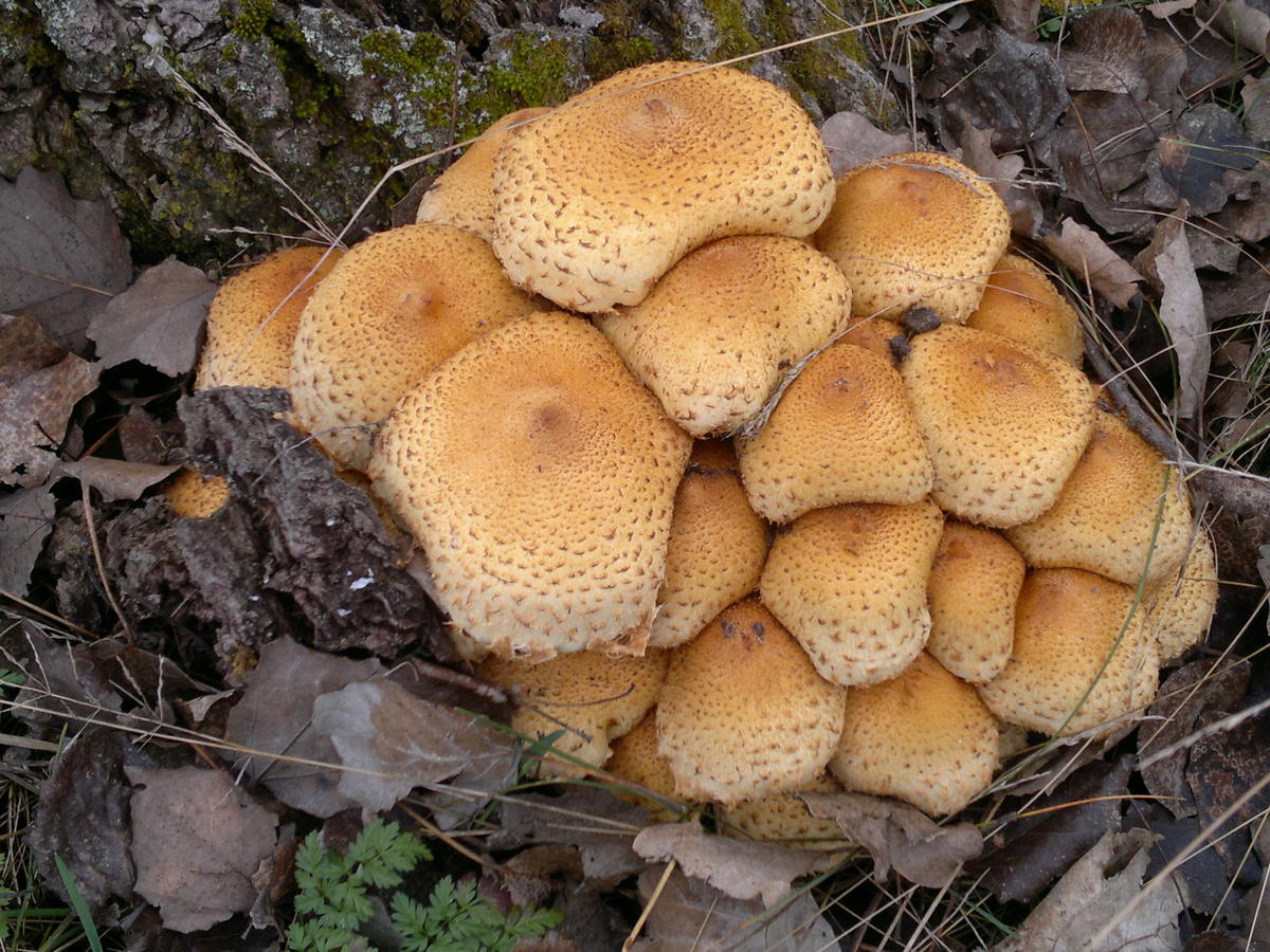 фото съедобных грибов омской области