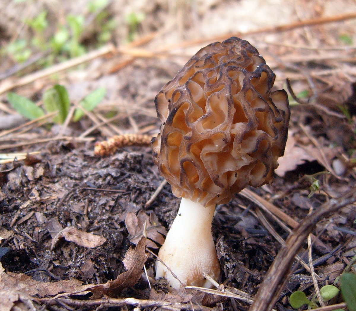 Строчок обыкновенный ядовитый гриб