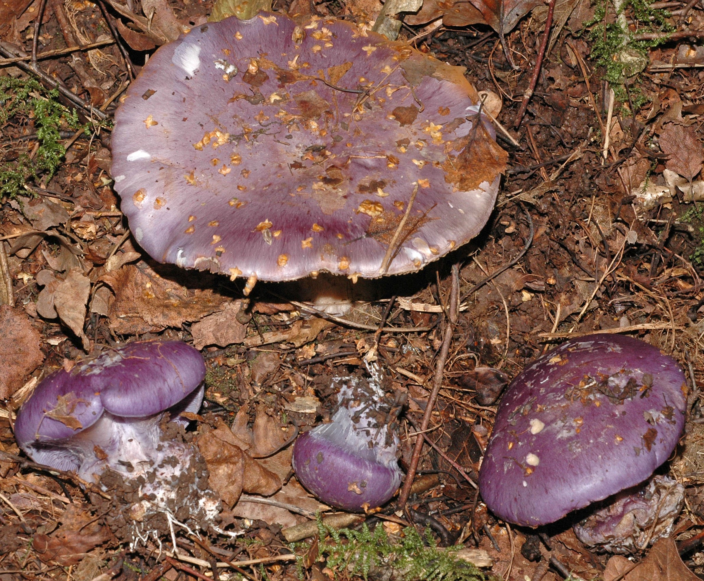 сиреневые грибы фото и их