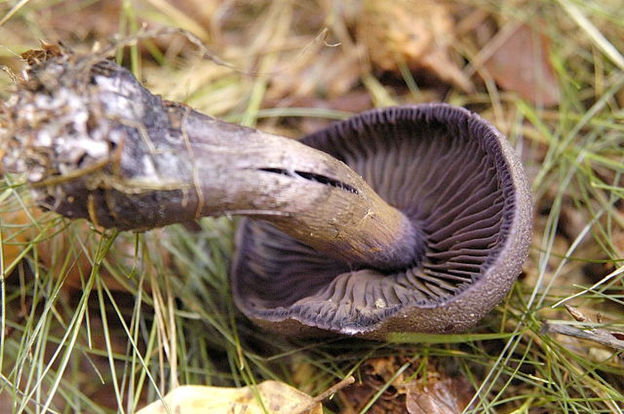Мокруха пурпурная гриб