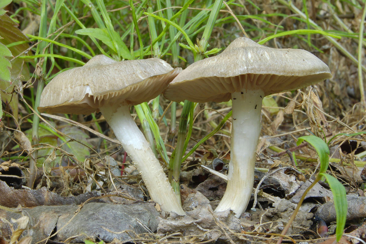 Энтолома гриб