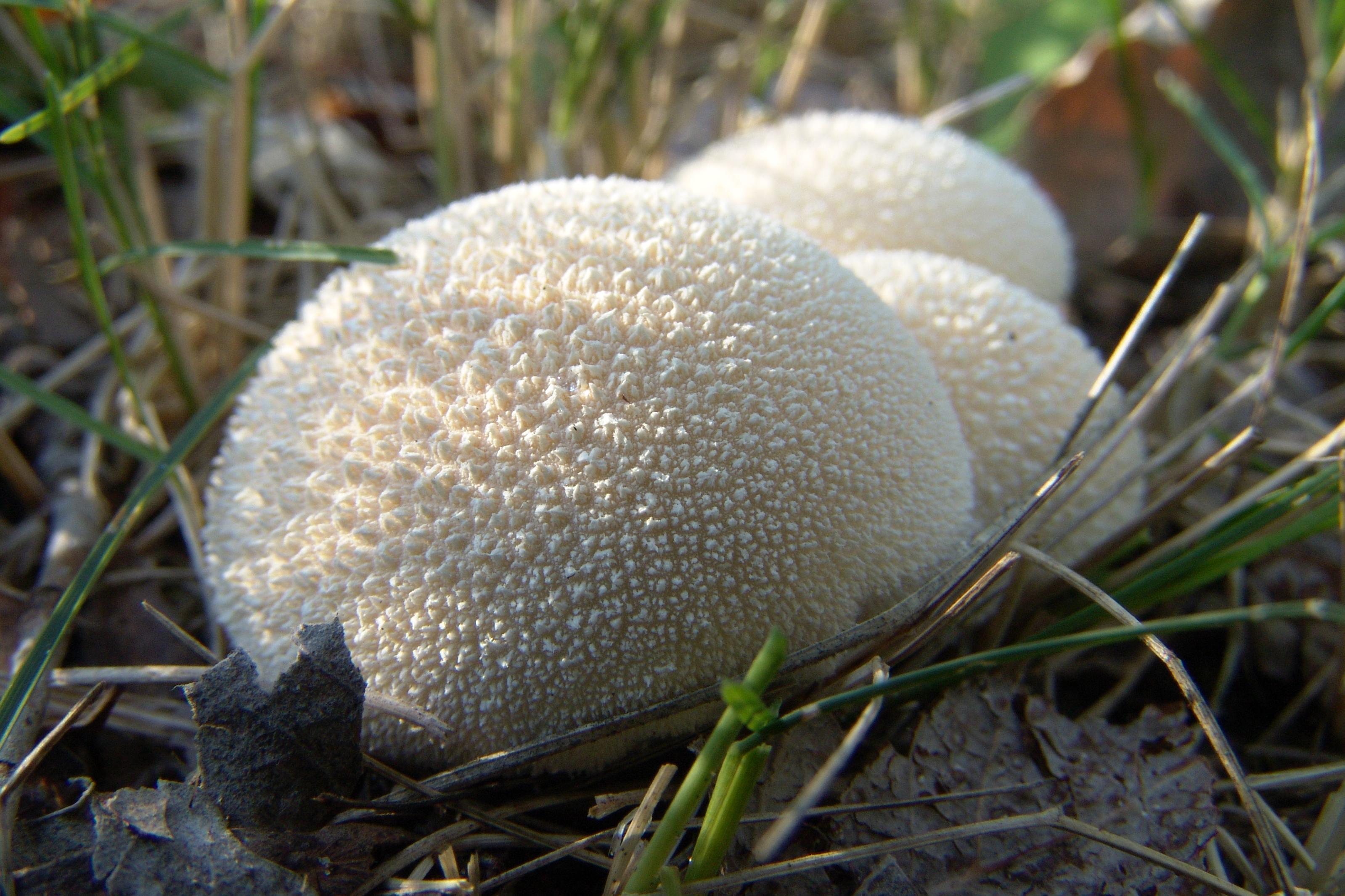 Дождевик (род грибов) Агариковые