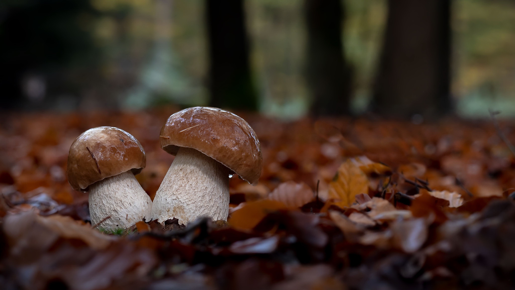 Белый гриб осенью