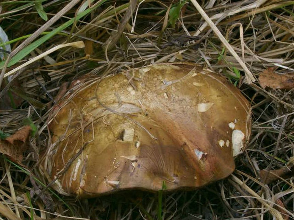 Васюхин грибы