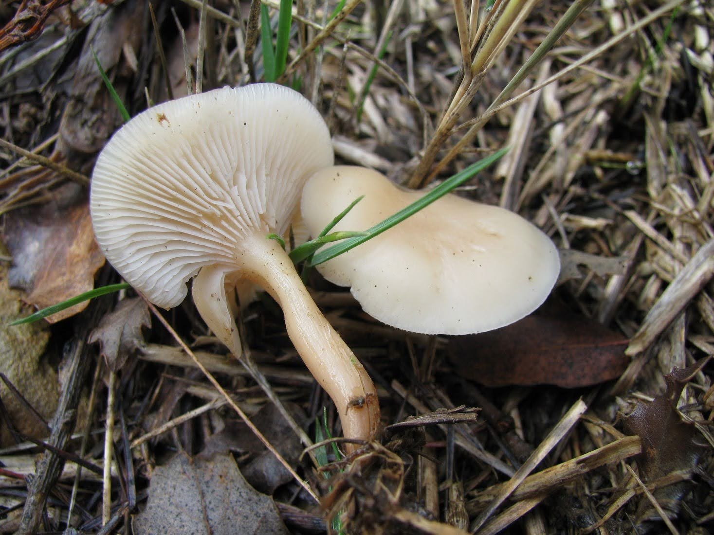 Говорушка блюдцевидная (Clitocybe catinus)