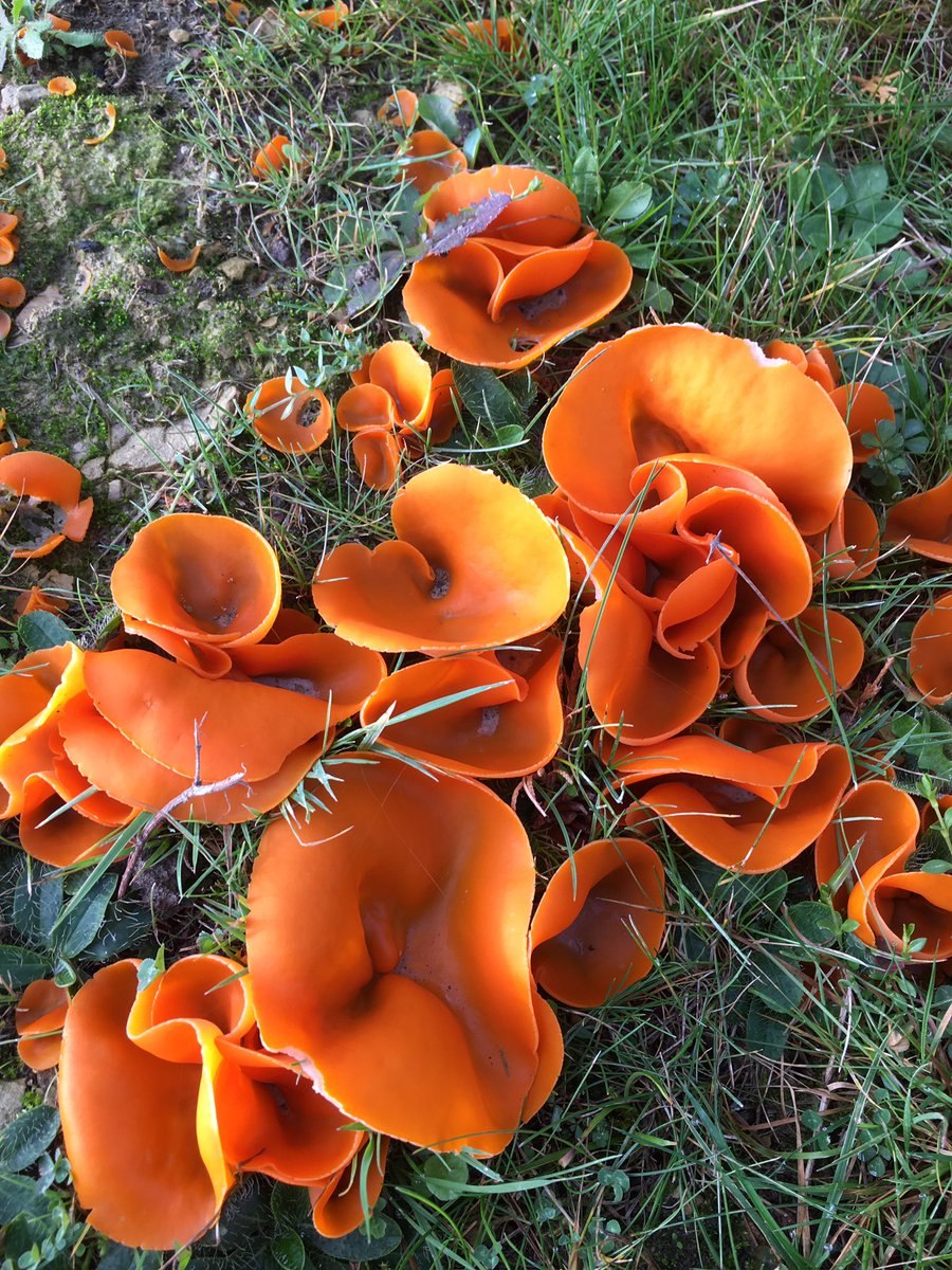 Алеврия оранжевая грибы алеврия