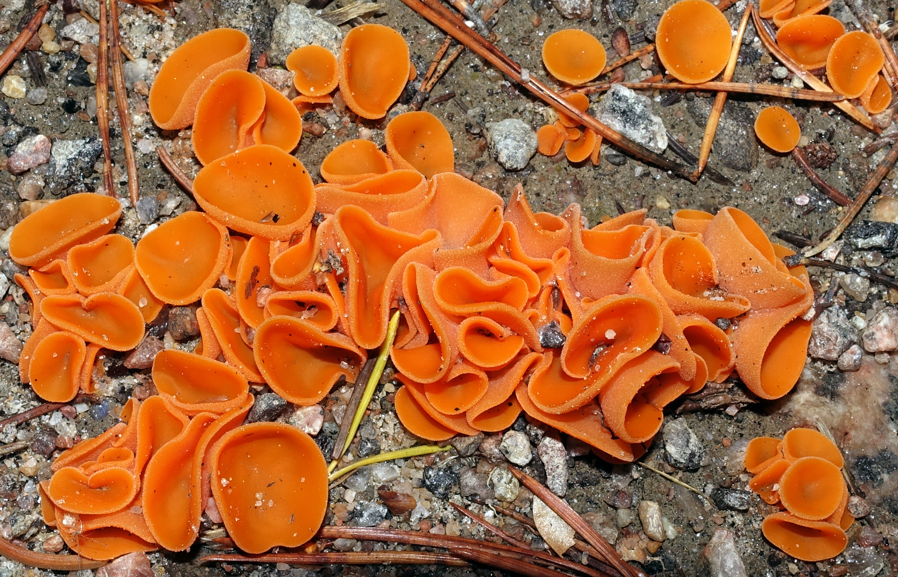Алеврия оранжевая несъедобный гриб