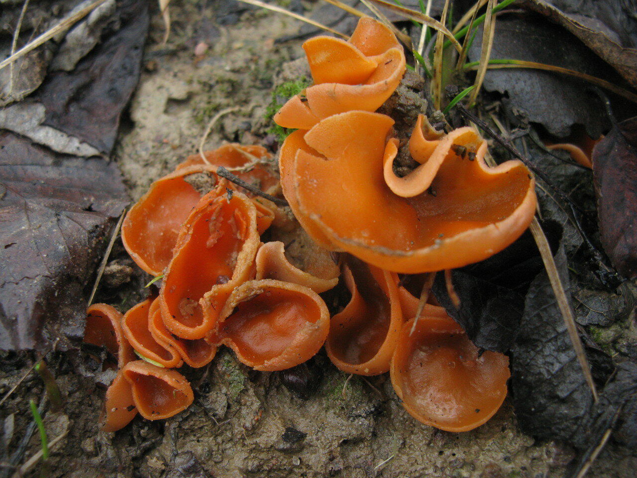 Алеврия оранжевая грибы фото