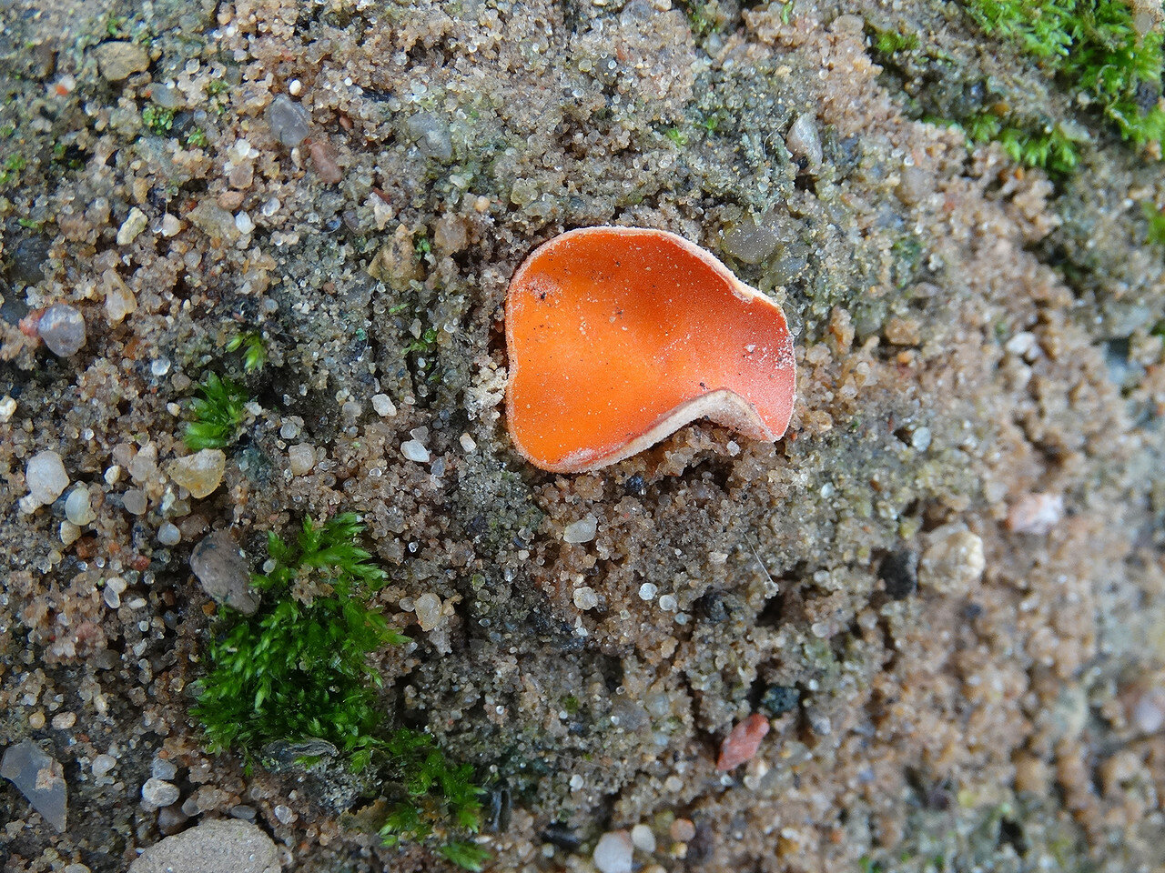 Оливия оранжевая гриб