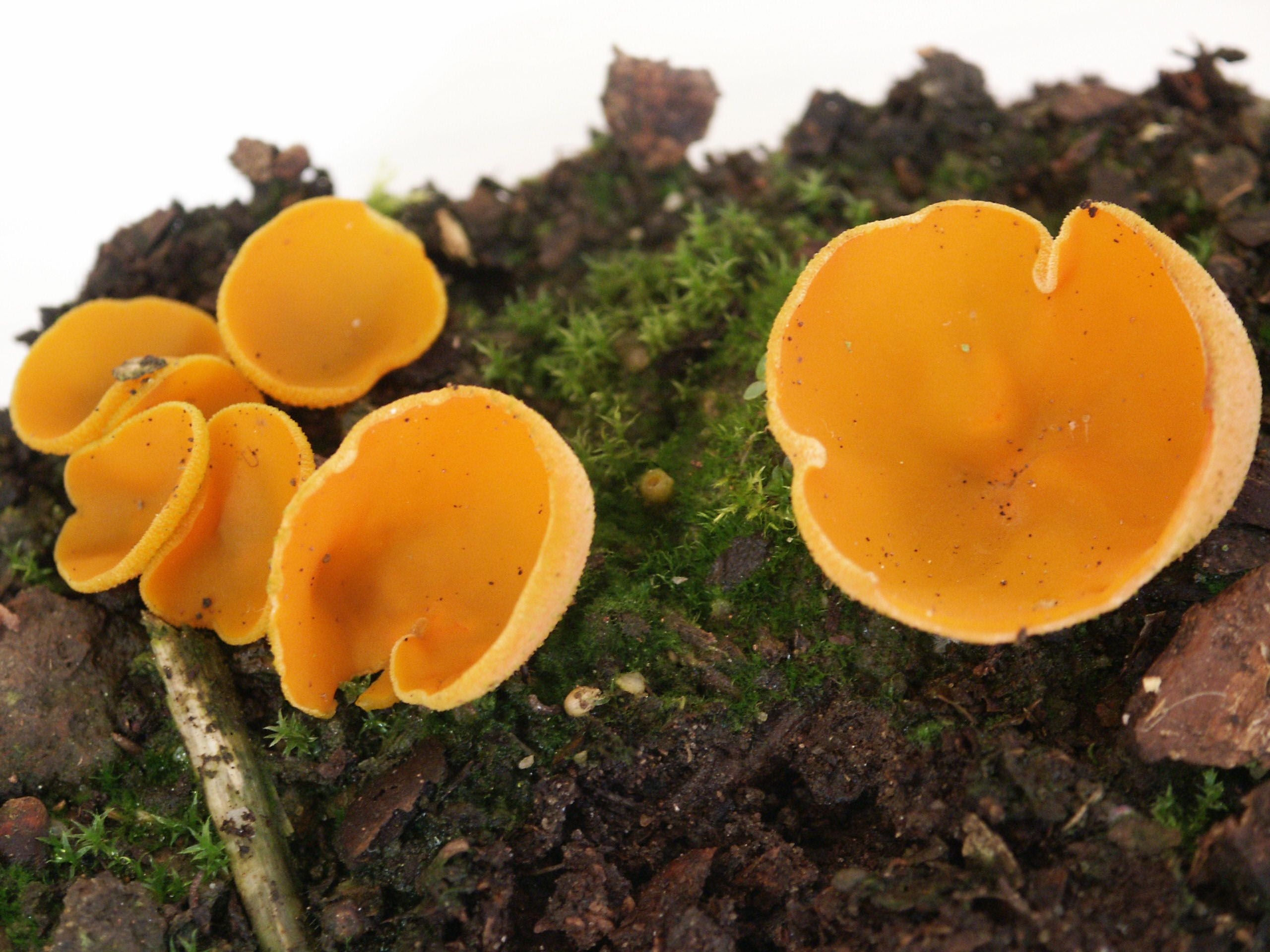 Orange Peel fungus гриб