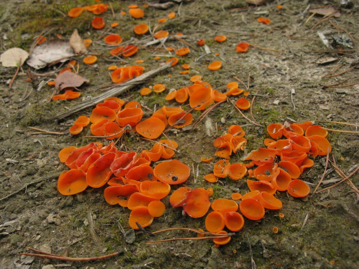 Алеврия оранжевая грибы где растёт