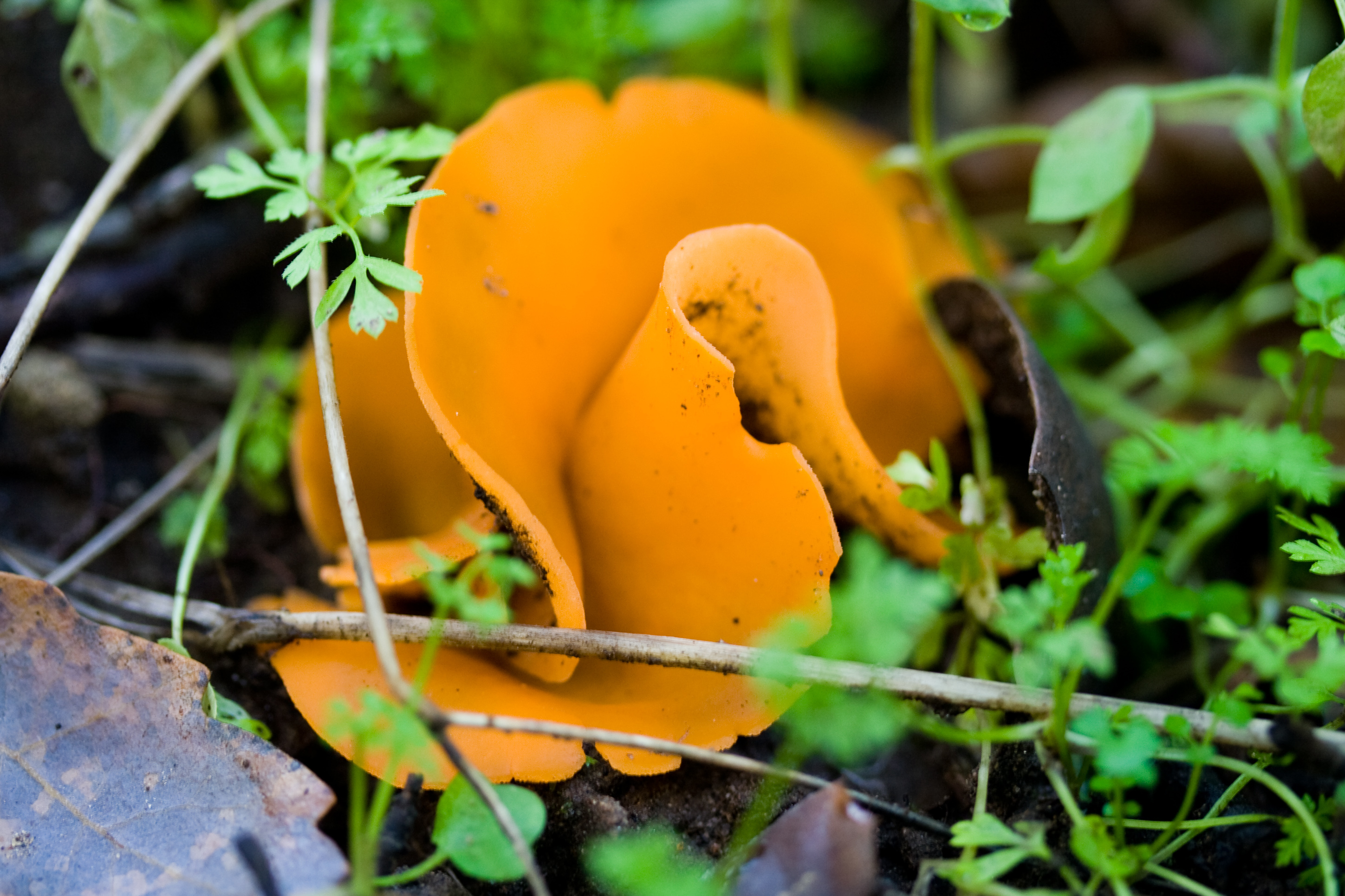Необычные грибы алеврия оранжевая