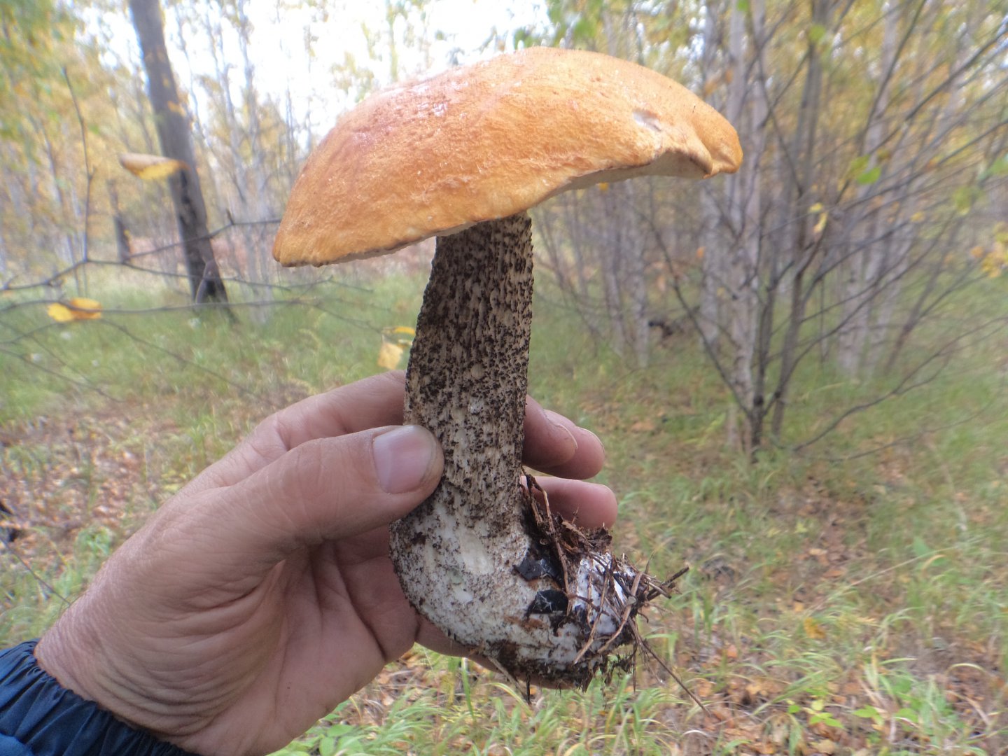 фото приморских грибов