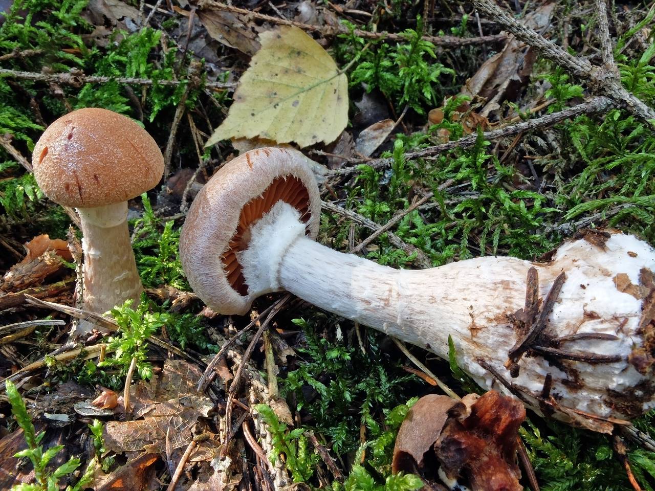 Cortinarius паутинник