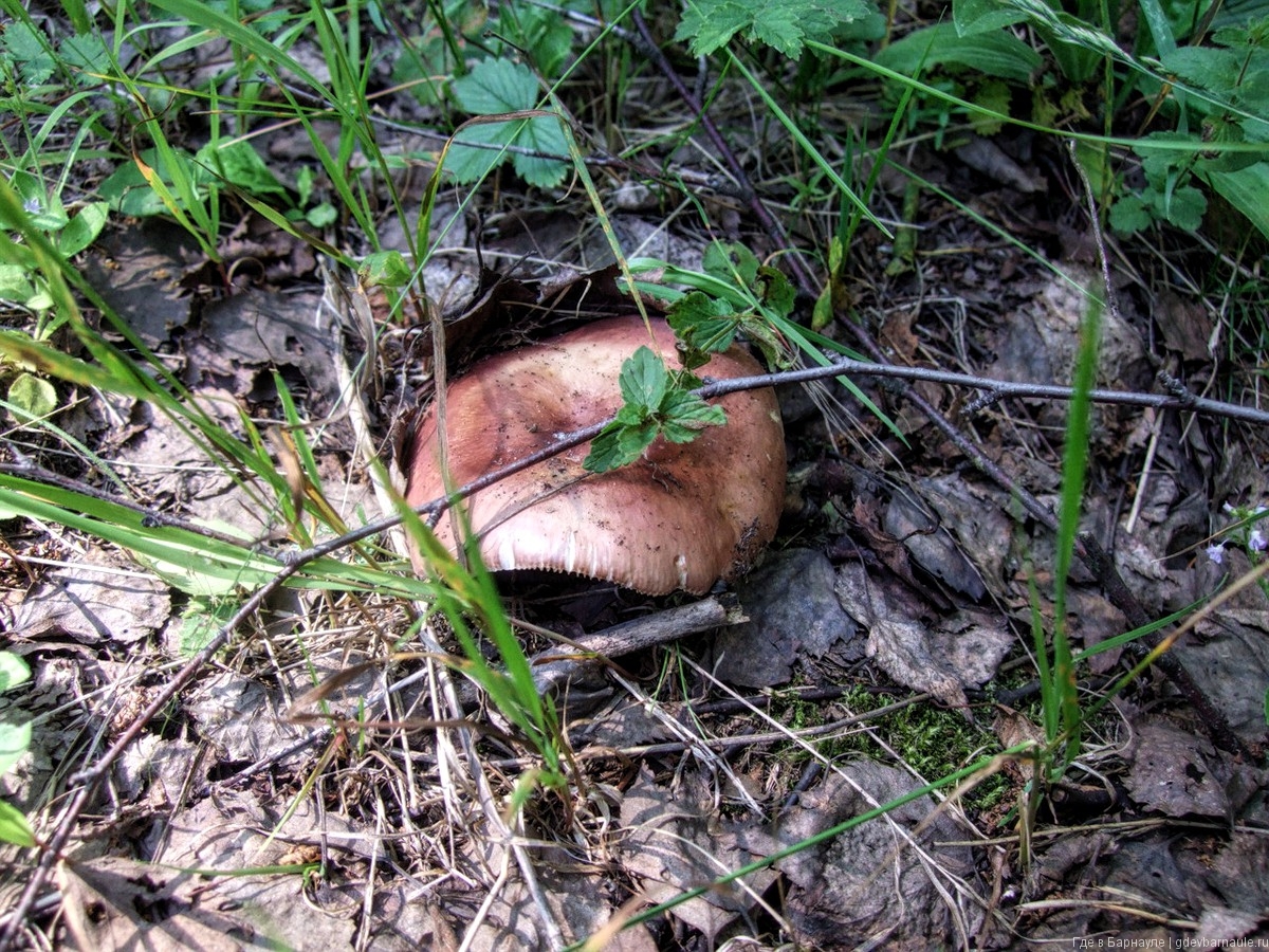 съедобные грибы ростовской области фото и название