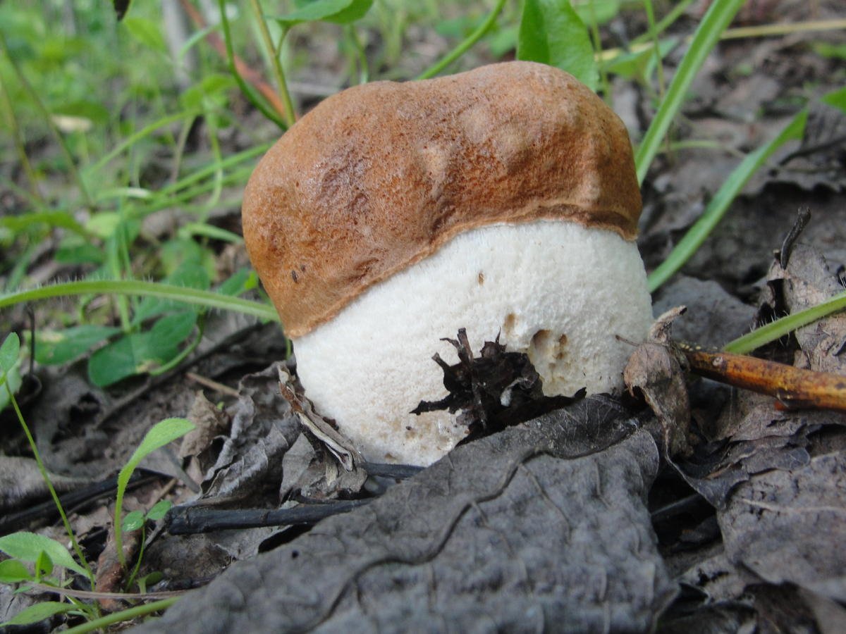 Съедобные грибы в Смоленской области