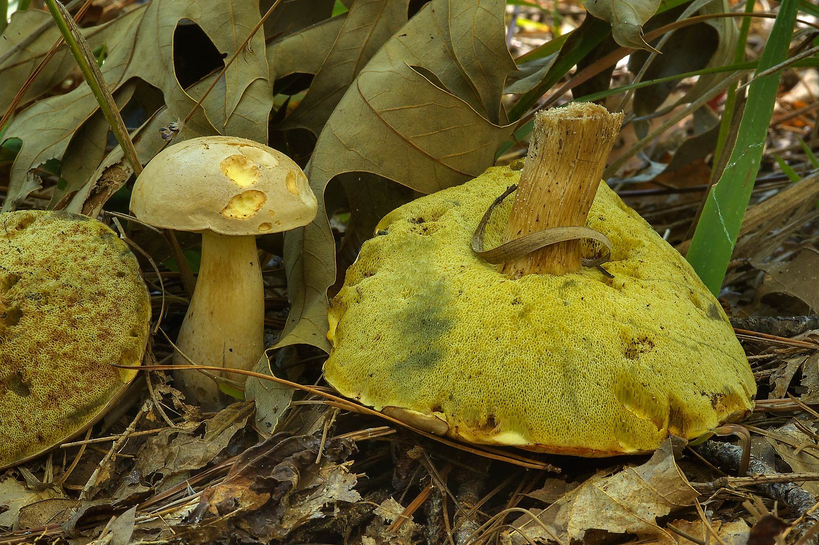 Губчатые грибы съедобные