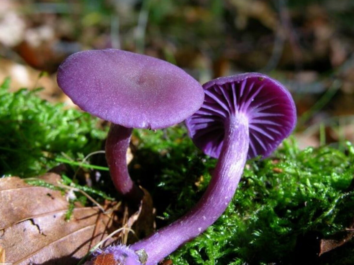 Laccaria amethystina